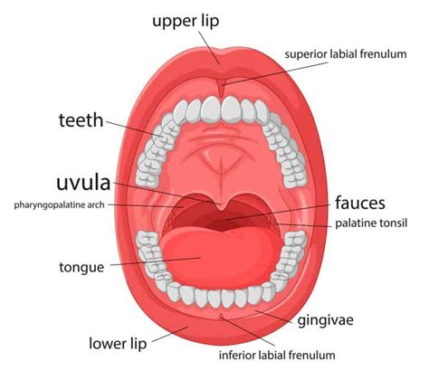 dorsal frenum|dorsal frenulum anatomy.